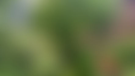 Where to Buy Native Plants Around Chicago - 2026