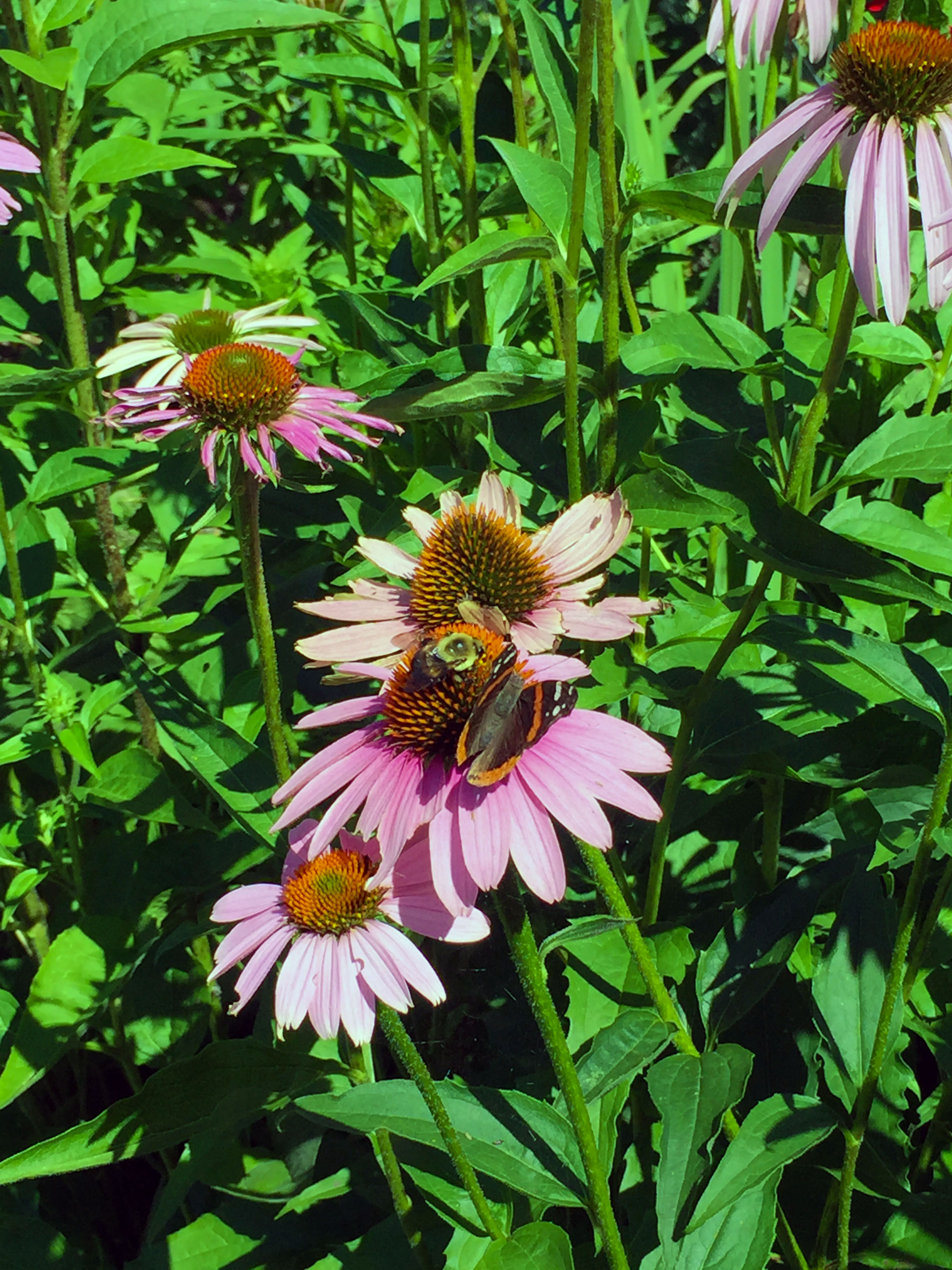 Where to Buy Native Plants &amp; Perennials Chicago Bungalow