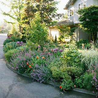 Low-maintenance native perennials