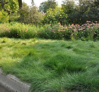 Perennial grasses in place of turf