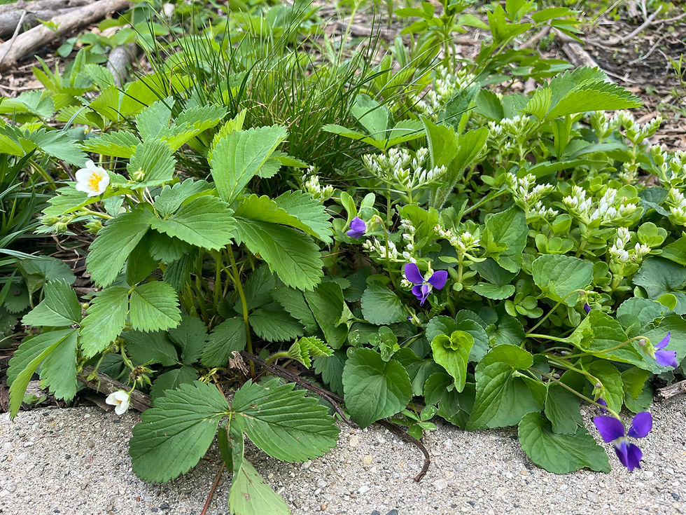 Pictured: a sweet little combo of Fragaria, Viola, Sedum and Juncus.