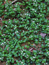Mitchella repens {Credit: jillllybean)