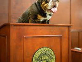 bulldog at podium.jpg
