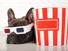 bulldog movie.jpg