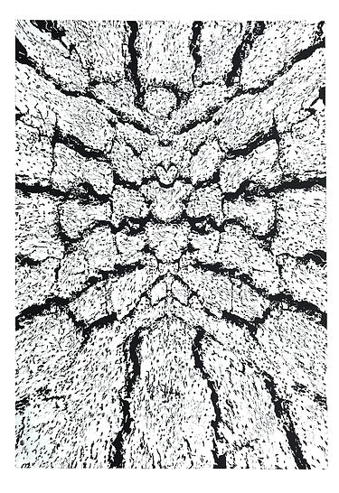 structrures_from_nature_1.jpg