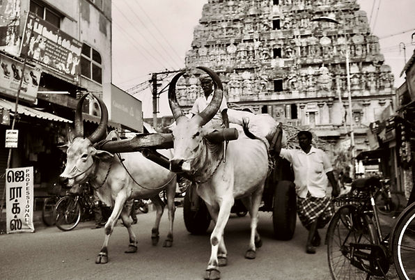 Film_�_Traditional_Indian_Cow.jpeg