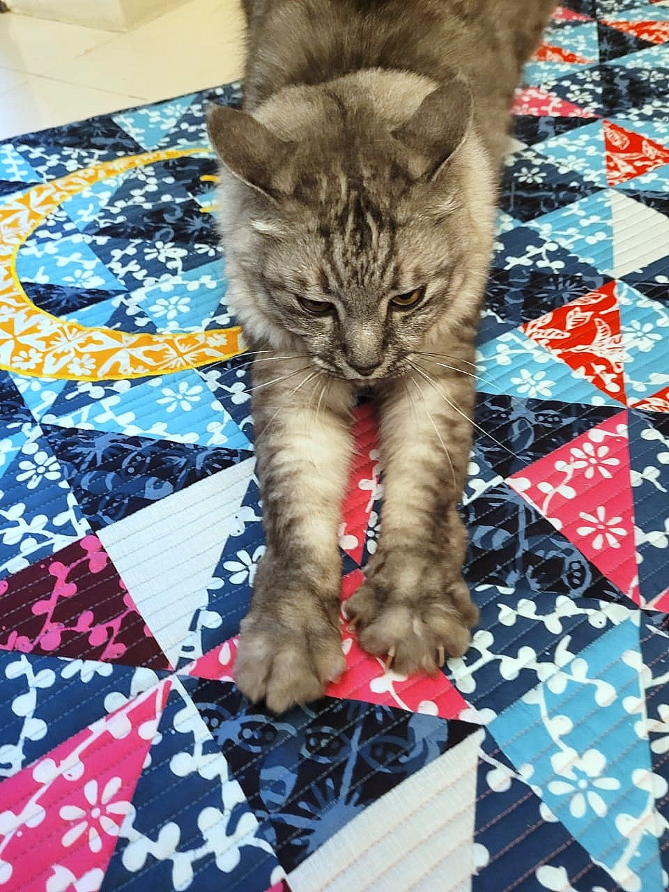 Cat Stretching on Quilt