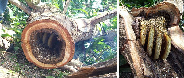 Comb in tree trunks.JPG