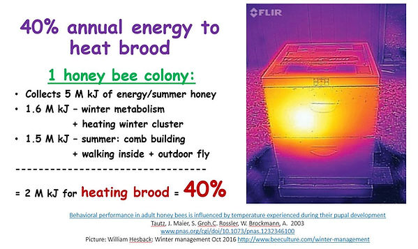 40% energy to heat brood.JPG
