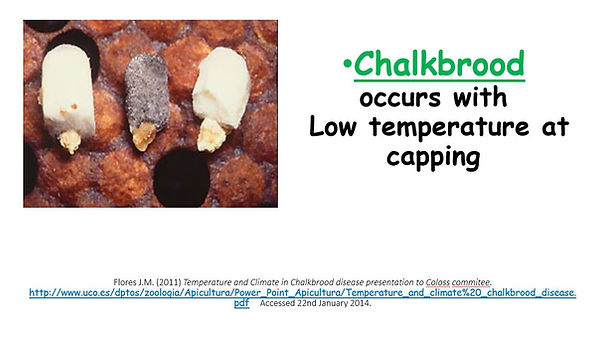 chalkbrood.JPG