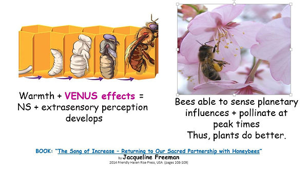 BD Venus effects.JPG