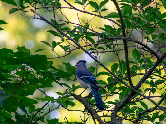 A Walk Through Stillness: My Photography Journey at the Harvard Arboretum