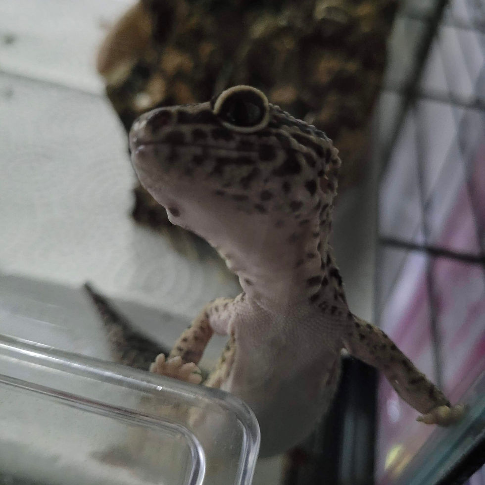 Bigfoot (2-3 years old, surrendered 02/2022) MBD