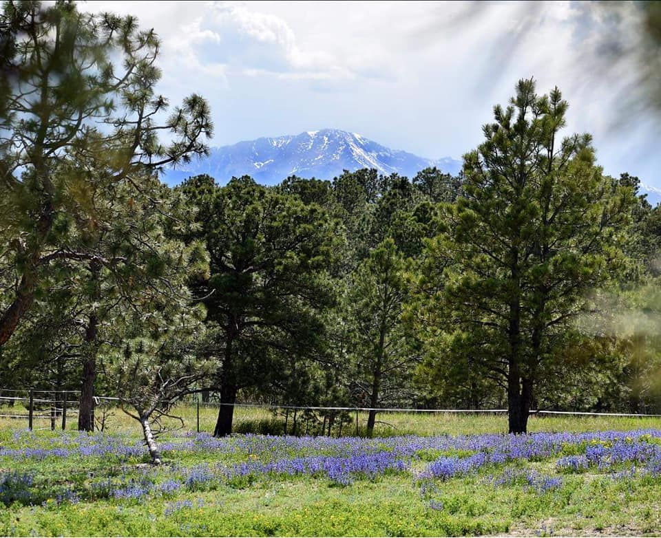 Pine Tree Ranch HOME | Pine Run Ranch