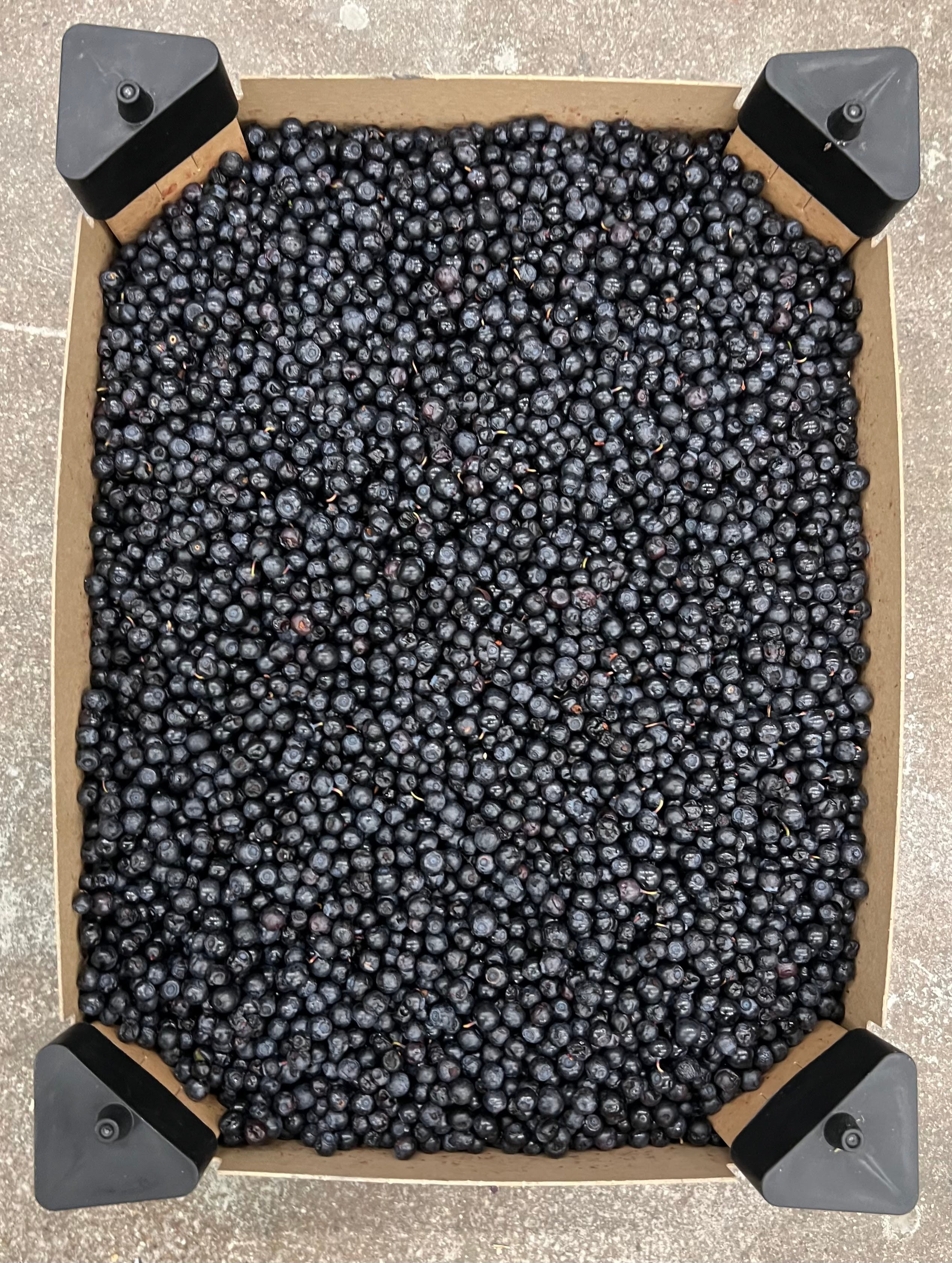 Vilde svenske blåbær - Grov høstet 5 kg