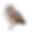 B owl_port-min.png