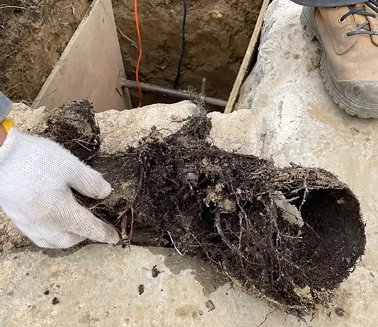 Tree root clog removed from drain pipe, Toronto drain cleaning.