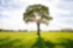 tree standing in a grassy field with sun shining through leaves