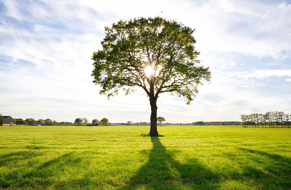 tree standing in a grassy field with sun shining through leaves