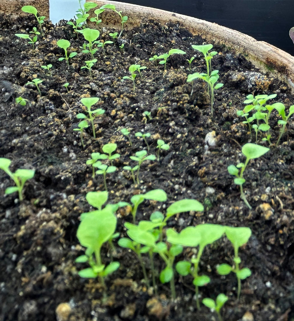 Thumbnail: Seed Starters
