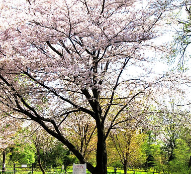 シドモア桜 (1) (1)_edited.jpg