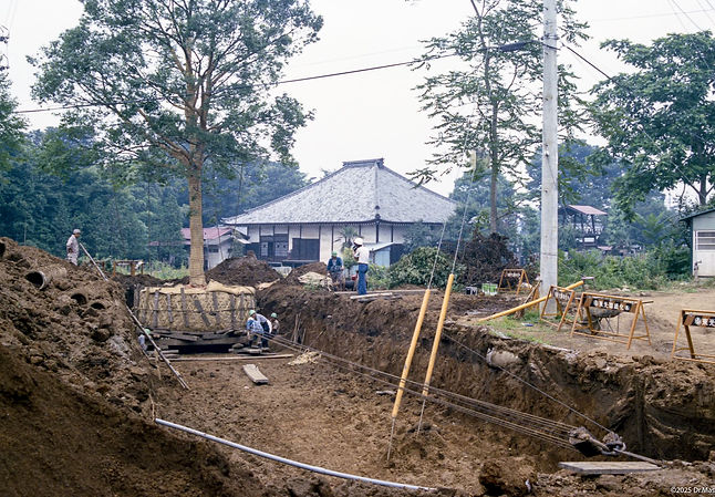 川越笠幡団地シラカシ立て曳き移植.jpg