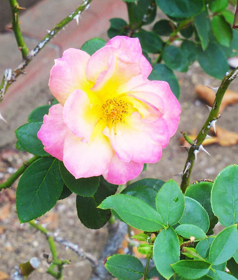 アンネのバラ (1) (1)_edited.jpg