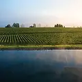 Osawa Wines.webp