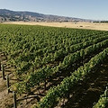 McArthur Ridge Wine.jpg