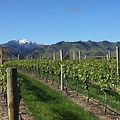 Pear Tree Winery and their offerings