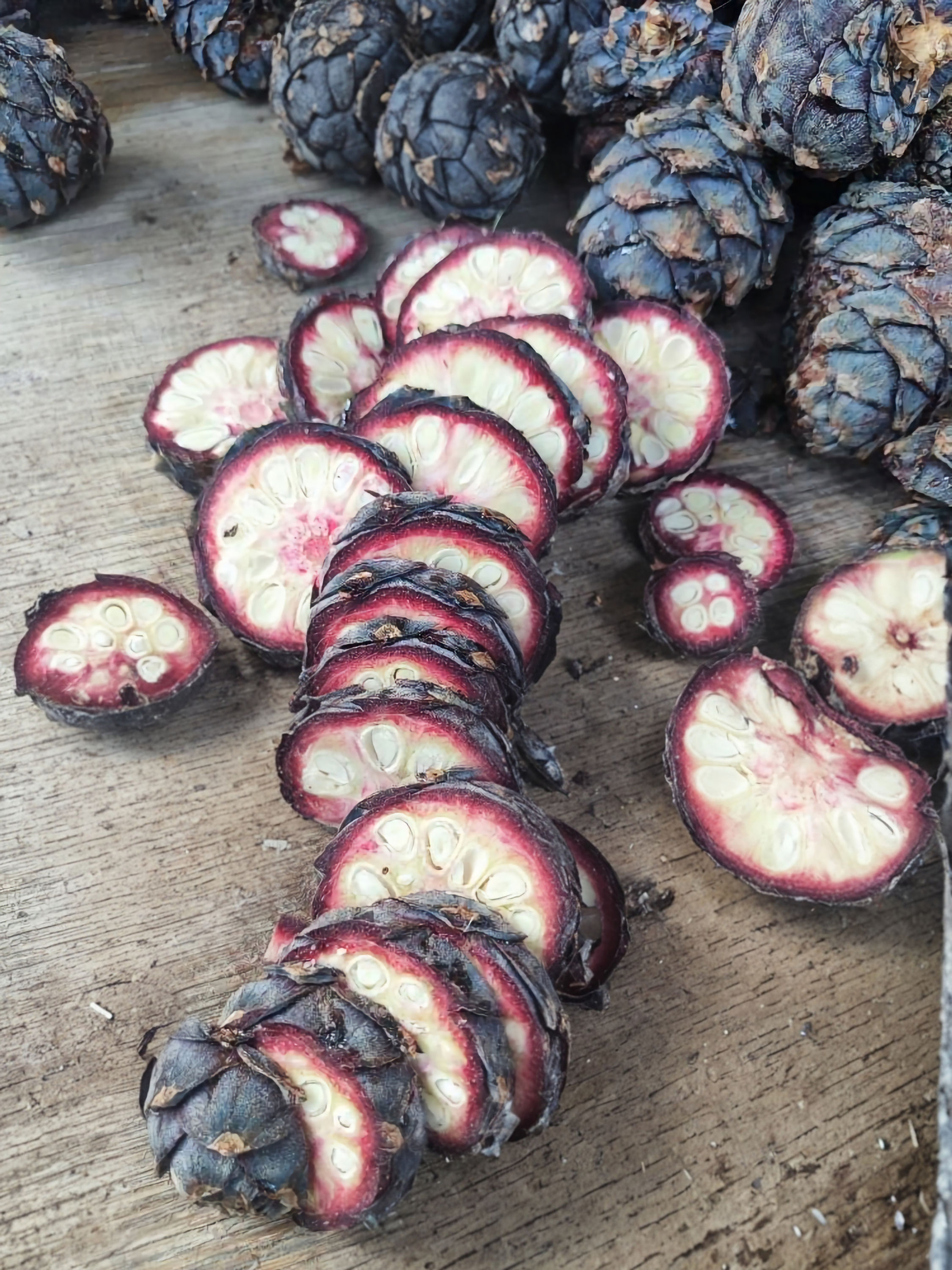 aufgeschnittene Zirbenzapfen für Schnapsherstellung