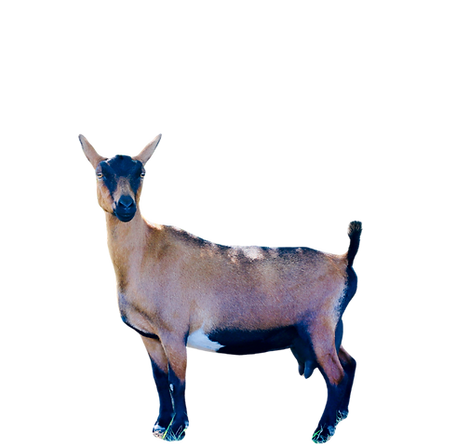 ACS intro (1).png