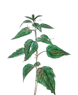 Tekeningen Roos (3).png