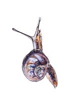 Tekeningen Roos (2).png