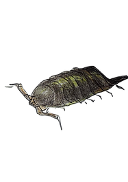 13.png