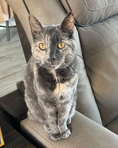 Gray tortoiseshell cat named Smudge sitting on a chair