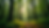 Eye-level view of vibrant forest with tall trees