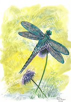 Drogonfly