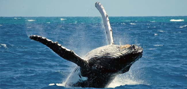 whale watching
