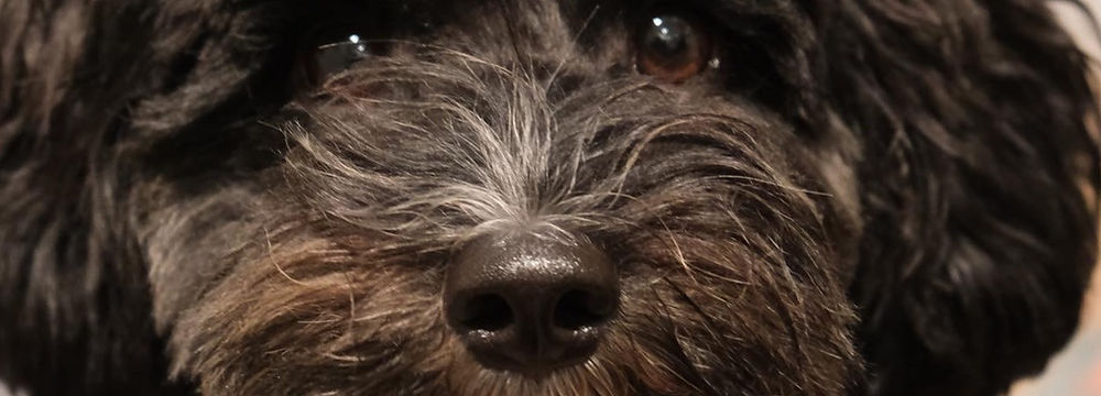 tibetan terrier x poodle
