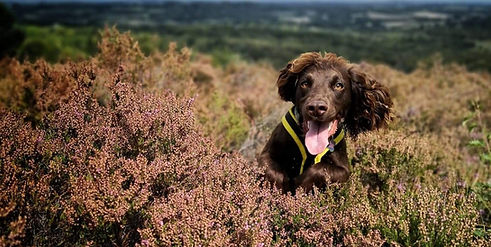 Working Spaniel