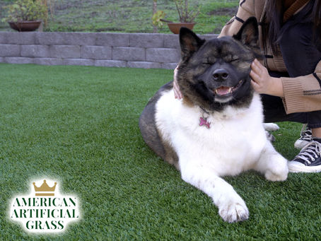 Pet Turf | Creating the Ultimate Pet Paradise