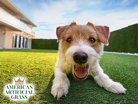 Artificial Grass | Why Artificial Grass is the Best Solution for Pet Owners in Boca Raton