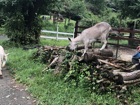 白昼の脱走劇。