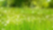 Allergy Relief From Acupuncture.jpg