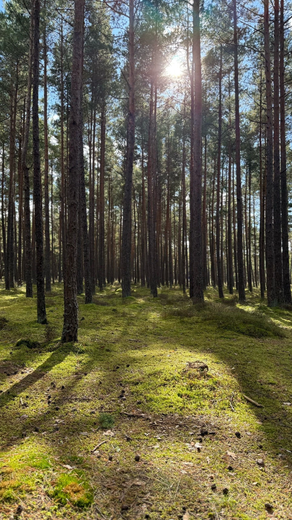 Vanagupes Palanga Apartment is steps away from the beach through the pine trees forest