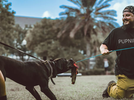 Before You Train, Connect: Why Relationship Comes First in Dog Training