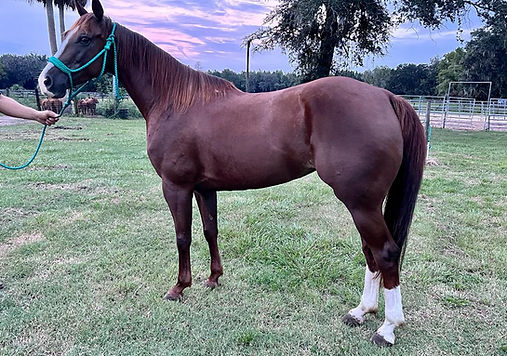 WhatsApp Image 2023-10-17 at 4.19.06 PM.jpeg