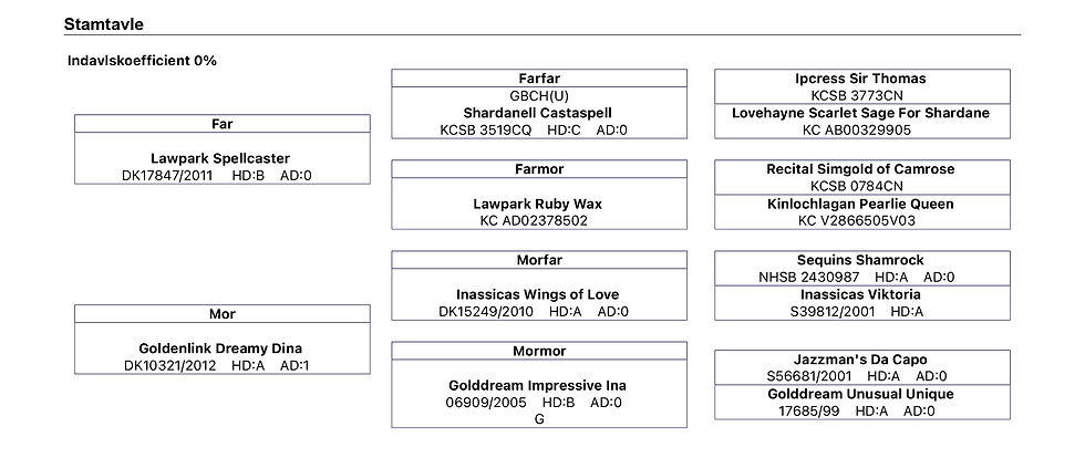 Golddream Abi Lady of Chaos_stamtavle.jpg