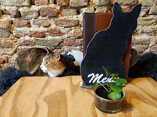 Digibeet en Katten Café